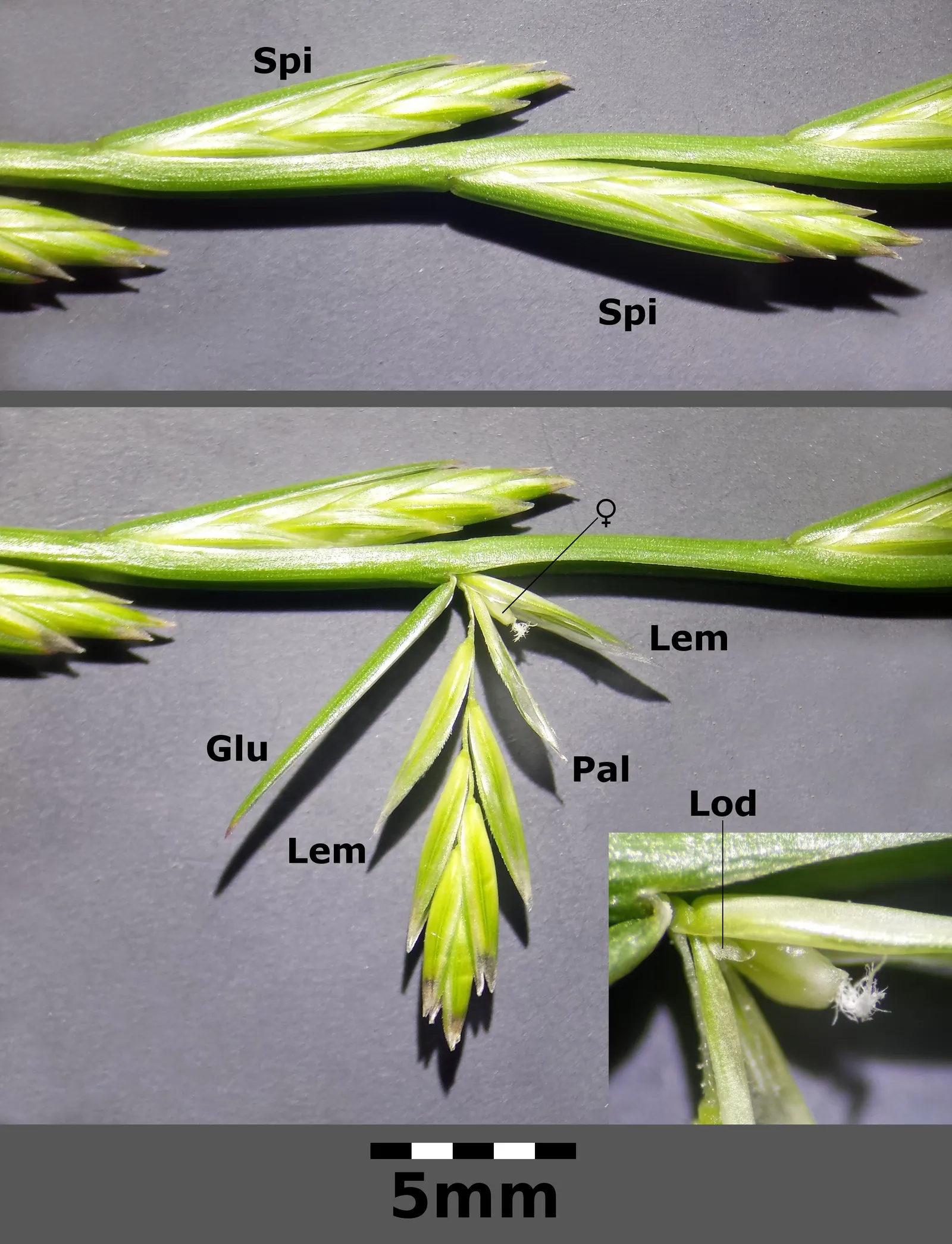 Ryegrass (Lolium Sp.) — and lush green coloration