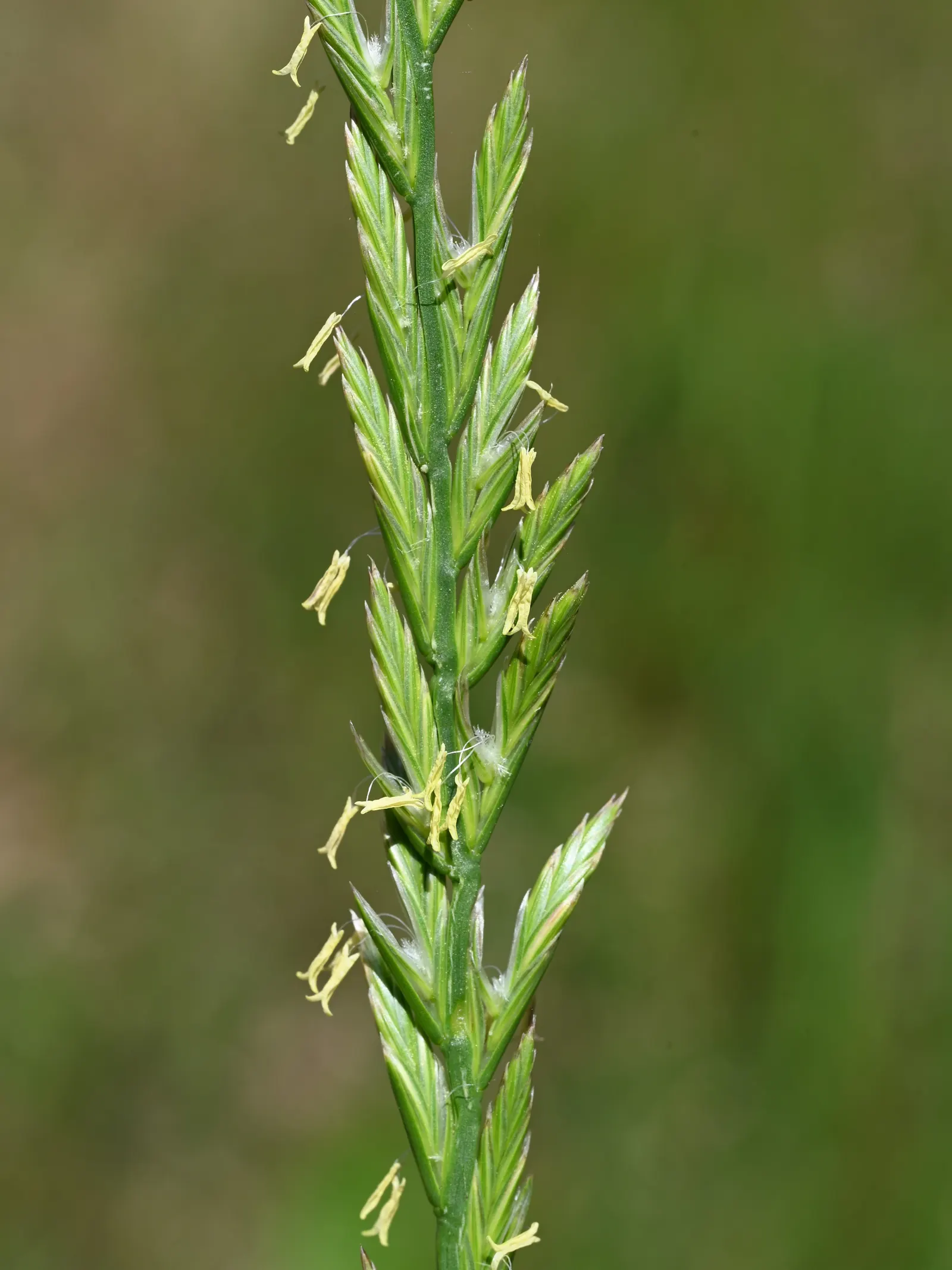 Ryegrass (Lolium Sp.) — With its ease of maintenance and pleasing aesthetics