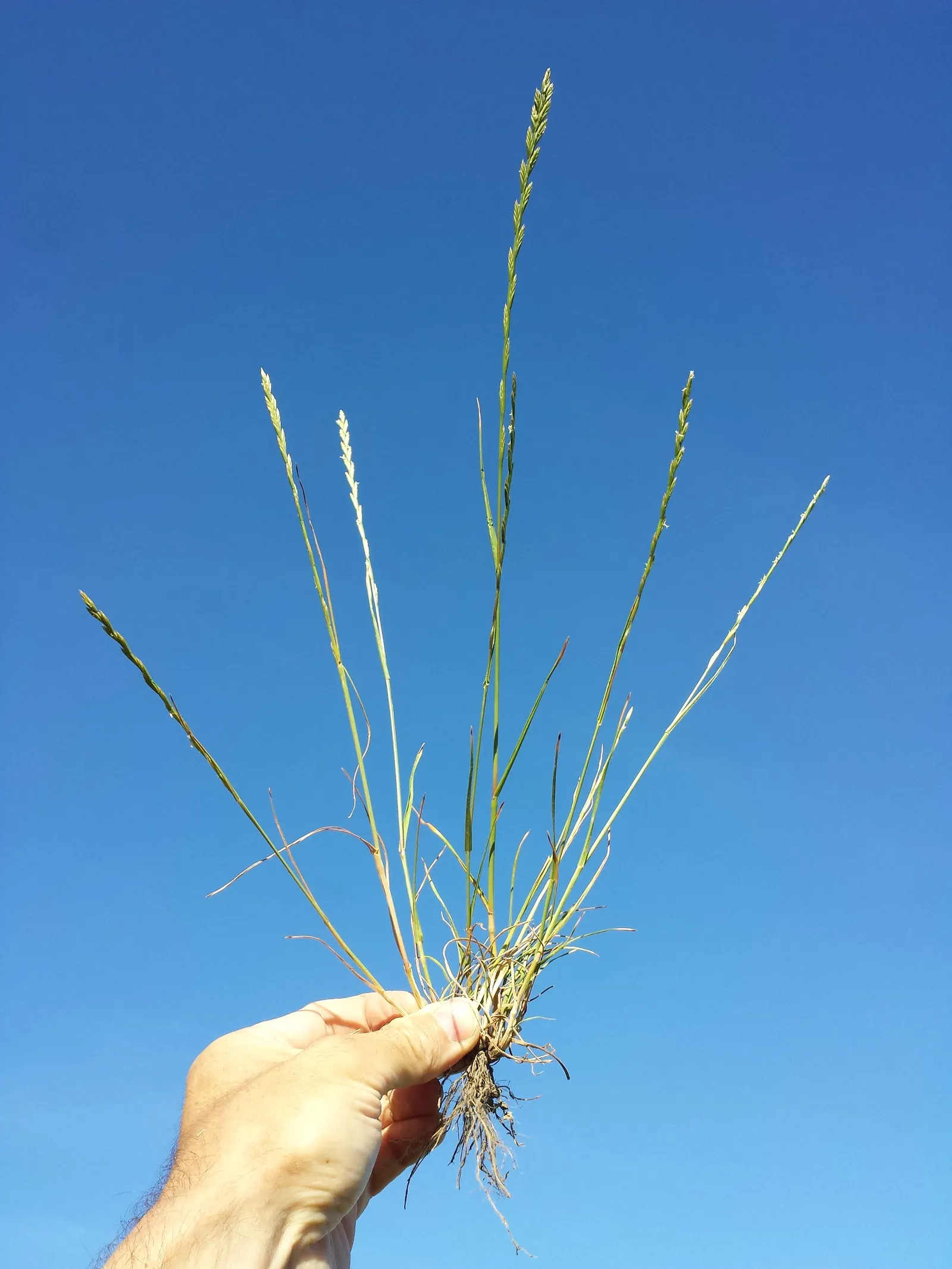 Ryegrass (Lolium Sp.) — is a widely adapted and valuable cool-season grass known for its rapid germination; its fine blades form a dense, image 70
