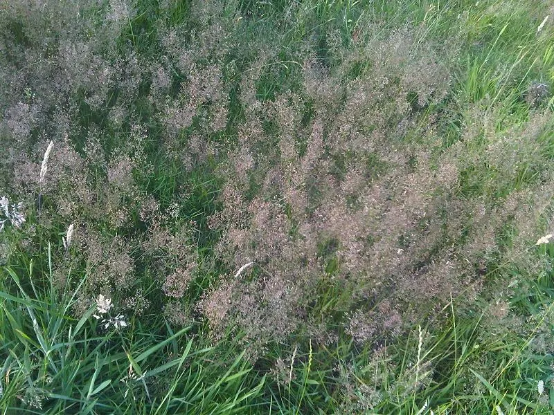 Ryegrass (Lolium Sp.) — belonging to the genus Lolium; regular irrigation and a balanced fertilization regimen are critical for maintaining the, image 69