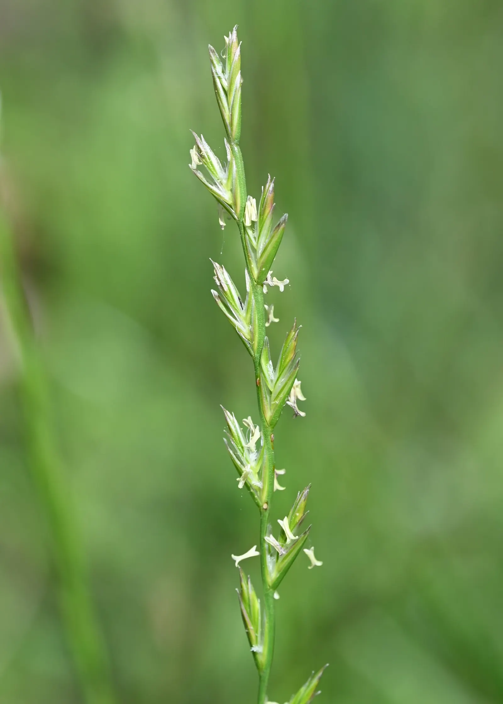 Ryegrass (Lolium Sp.) — with its fine leaf blades; regular irrigation and a balanced fertilization regimen are critical for maintaining the, image 51