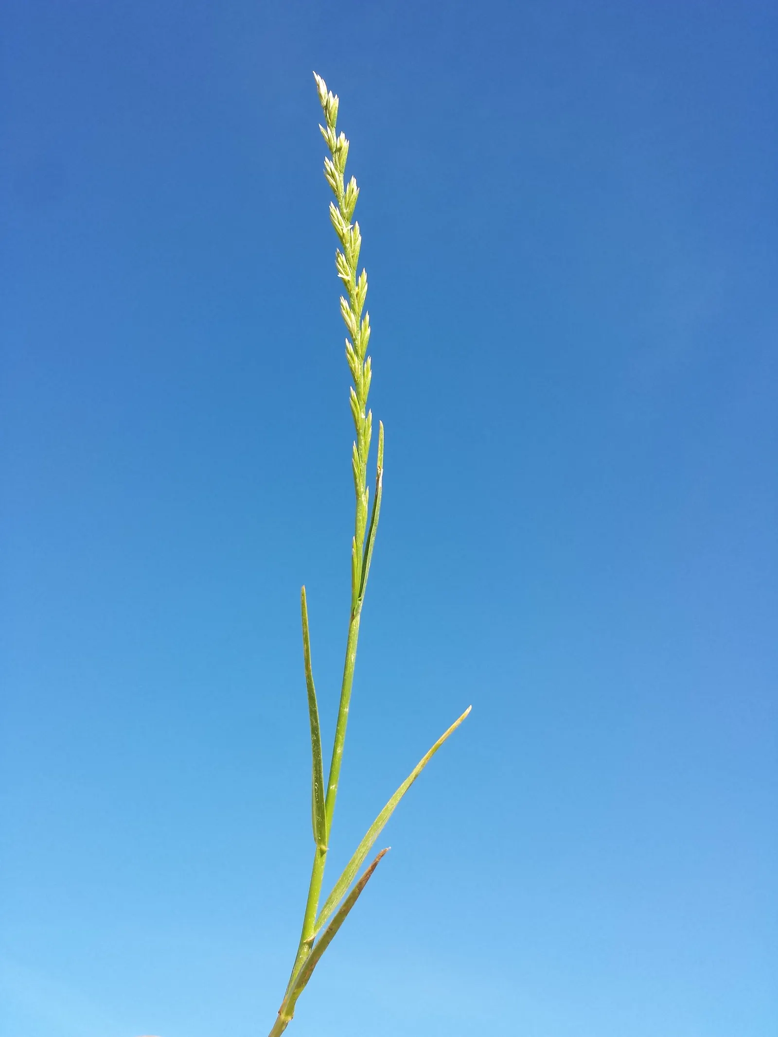 Ryegrass (Lolium Sp.) — With its ease of maintenance and pleasing aesthetics; it is well-suited for temperate climates, favoring full sun exposure but capable