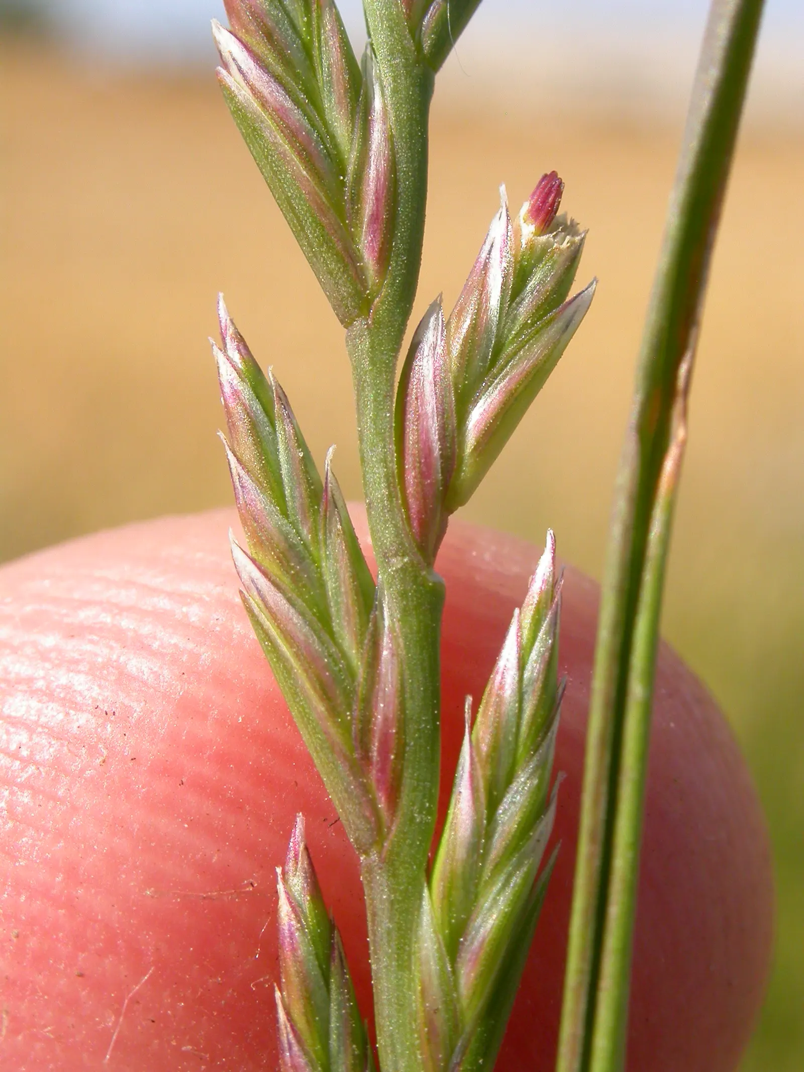 Ryegrass (Lolium Sp.) — grass / ground cover for full or half; regular irrigation and a balanced fertilization regimen are critical for maintaining the