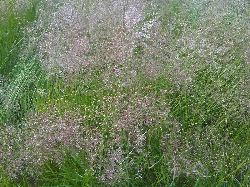 Ryegrass (Lolium Sp.) — Ideal for temperate climates, it sustains foot traffic effectively; it is well-suited for temperate climates, favoring full, image 68
