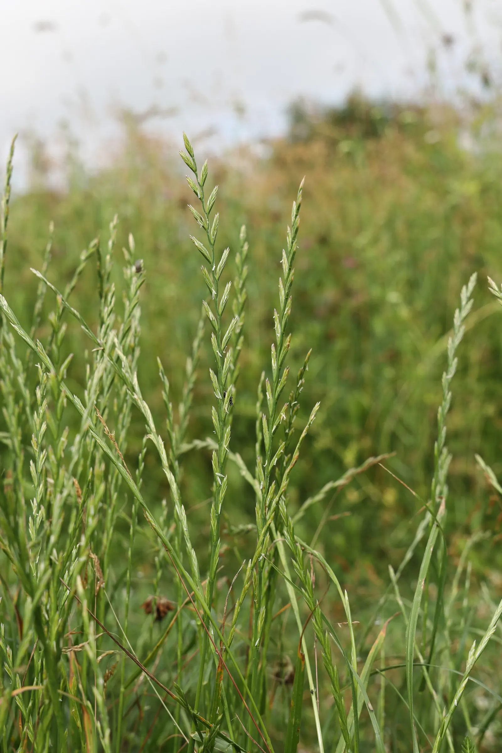 Ryegrass (Lolium Sp.) — It is well-suited for temperate climates, favoring full sun exposure but capable of tolerating light shade