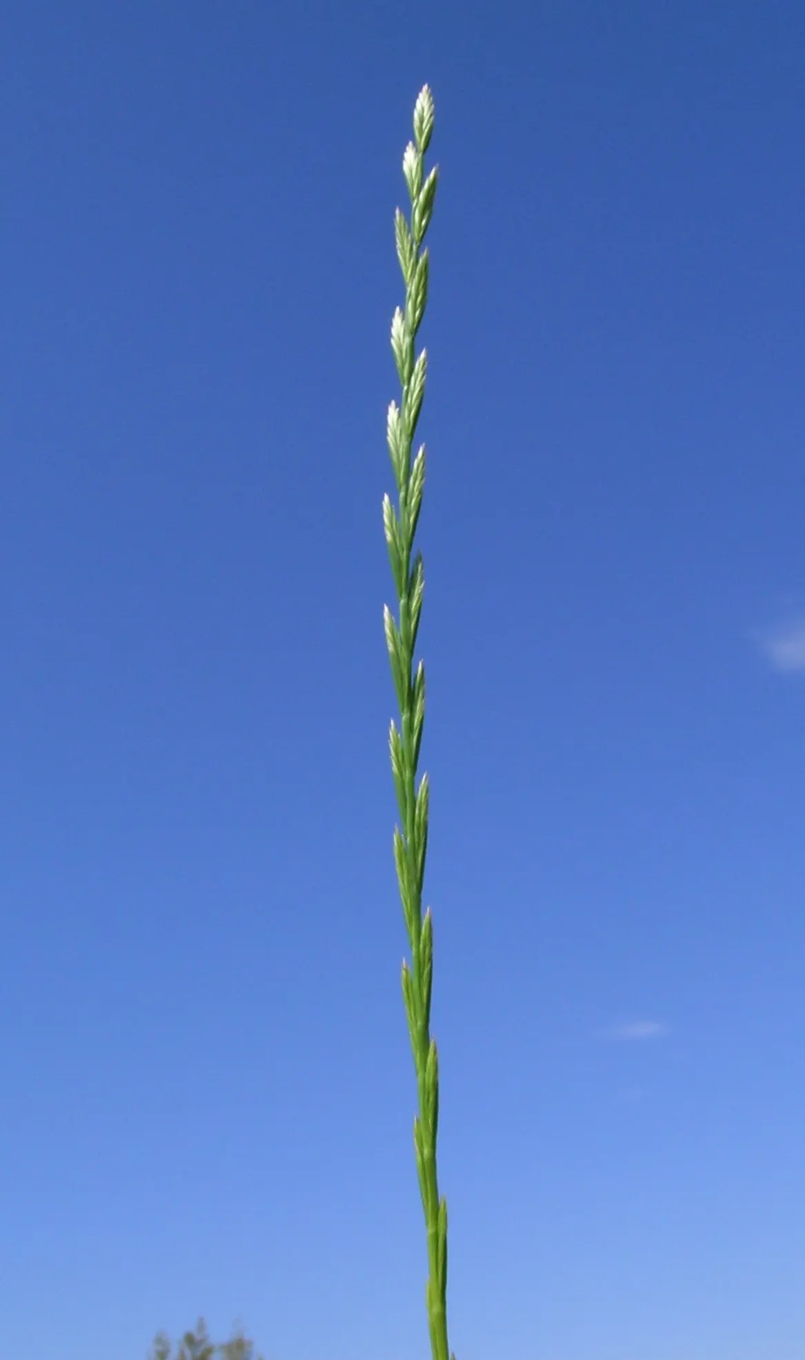 Ryegrass (Lolium Sp.) — grass / ground cover for full or half; regular irrigation and a balanced fertilization regimen are critical for maintaining, image 63
