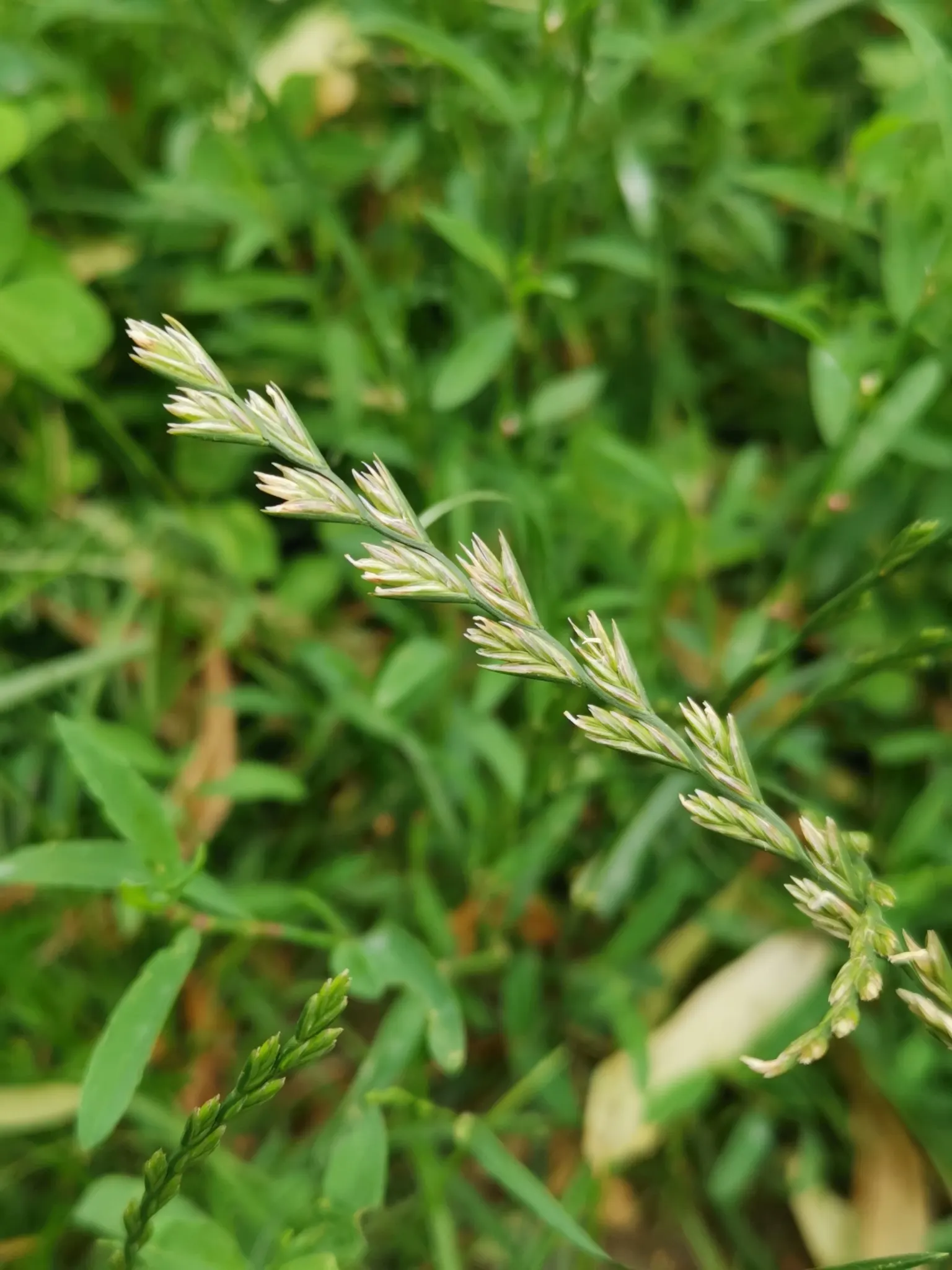 Ryegrass (Lolium Sp.) — although it possesses notable adaptability to a range of soil conditions; it is well-suited for temperate climates, image 80