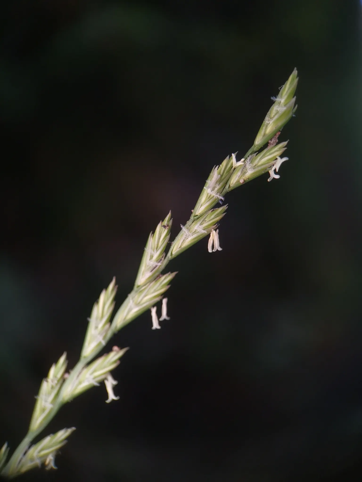 Ryegrass (Lolium Sp.) — is a widely adapted and valuable cool-season grass known for its rapid germination; its fine blades form a dense, image 49