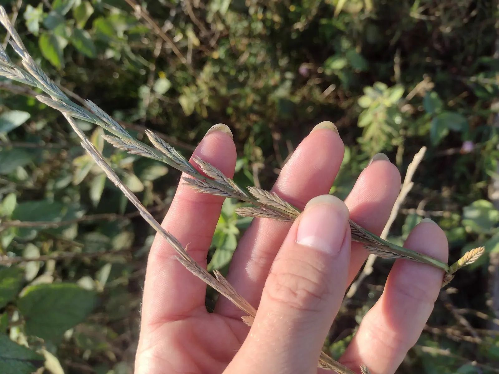 Ryegrass (Lolium Sp.) — consider pairing it with flowering perennials or deciduous shrubs; its fine blades form a dense, attractive mat, offering, image 82