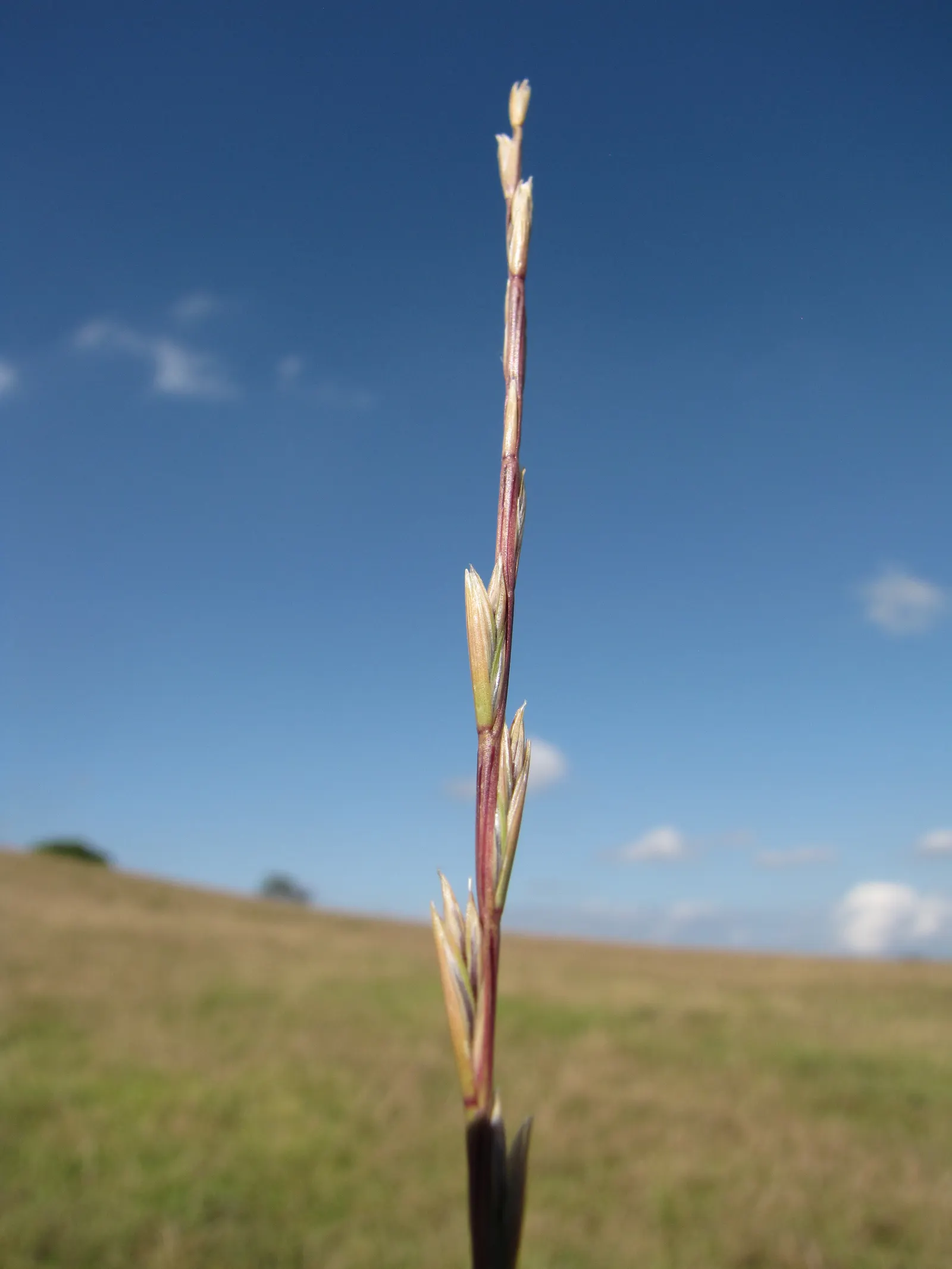 Ryegrass (Lolium Sp.) — providing a dense turf that can significantly reduce weed invasion.<br><br>As for soil requirements
