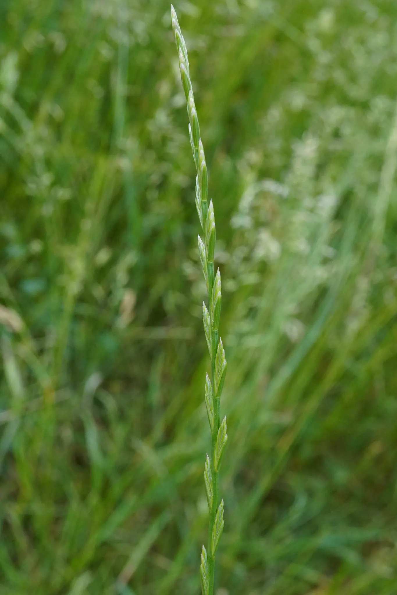 Ryegrass (Lolium Sp.) — Regular irrigation and a balanced fertilization regimen are critical for maintaining the vitality of the grass, image 81