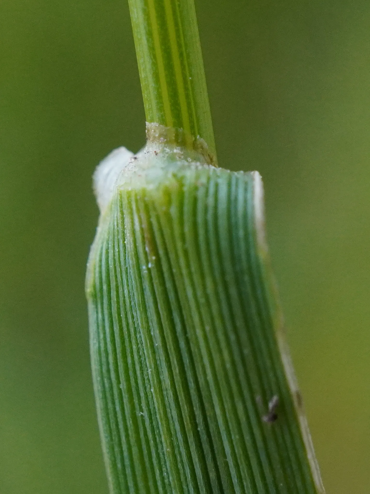 Ryegrass (Lolium Sp.) — ryegrass prefers well-draining soils with a pH between 5.5 and 7.5; its fine blades form a dense, attractive mat, offering, image 58