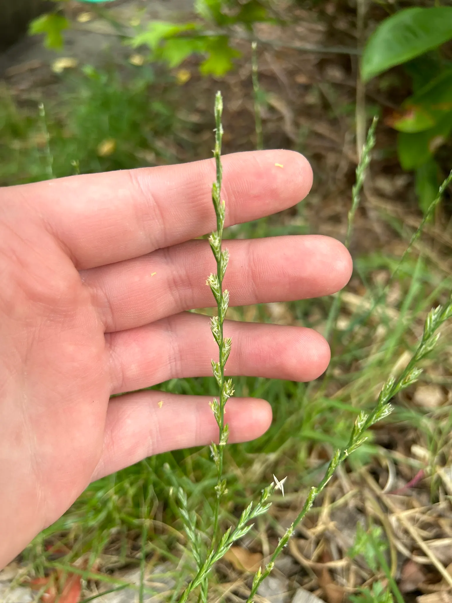 Ryegrass (Lolium Sp.) — making it an excellent choice for high-traffic areas in parks and residential landscapes; its fine blades form a dense, image 55