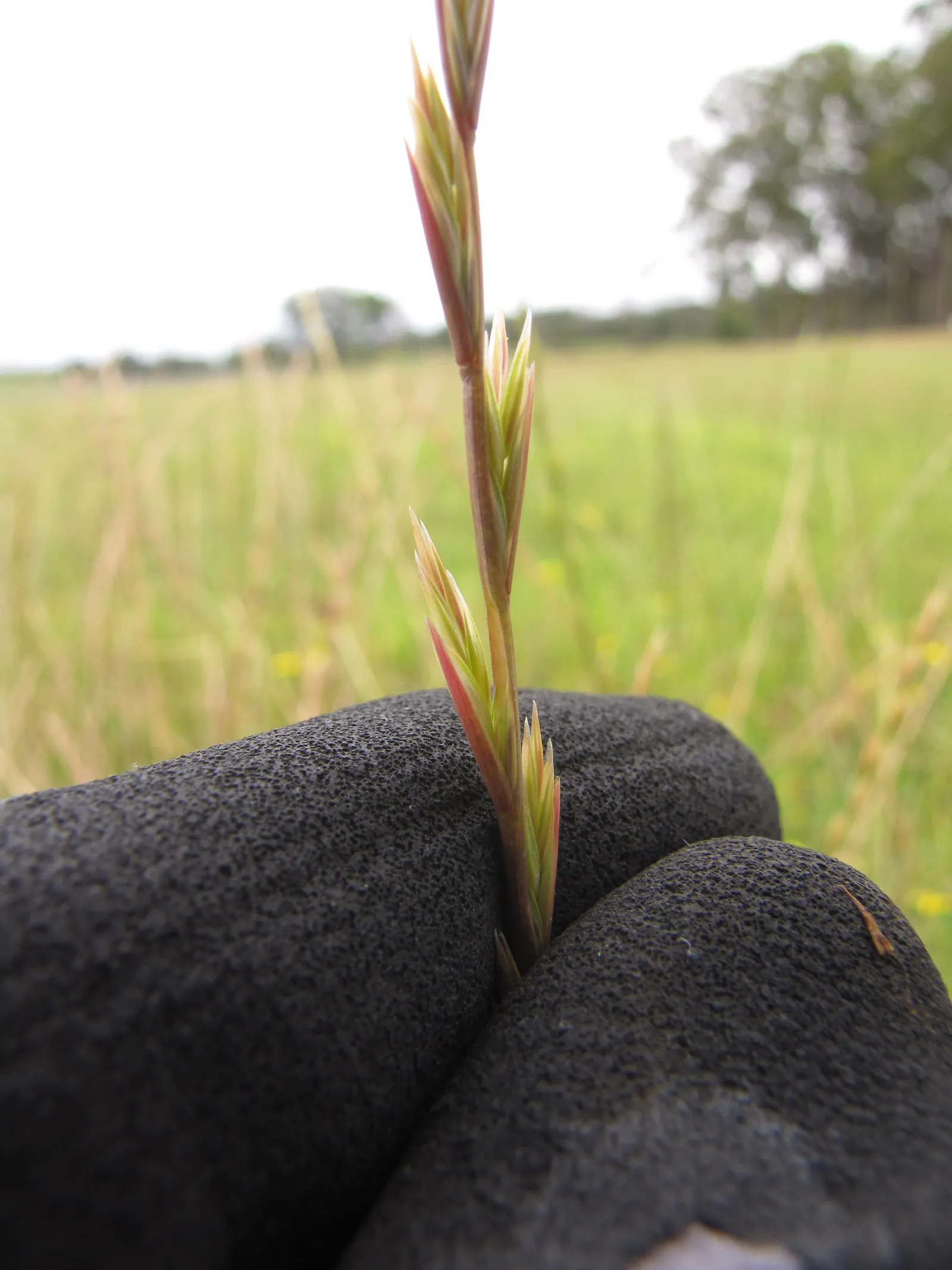 Ryegrass (Lolium Sp.) — This species exhibits exceptional wear tolerance