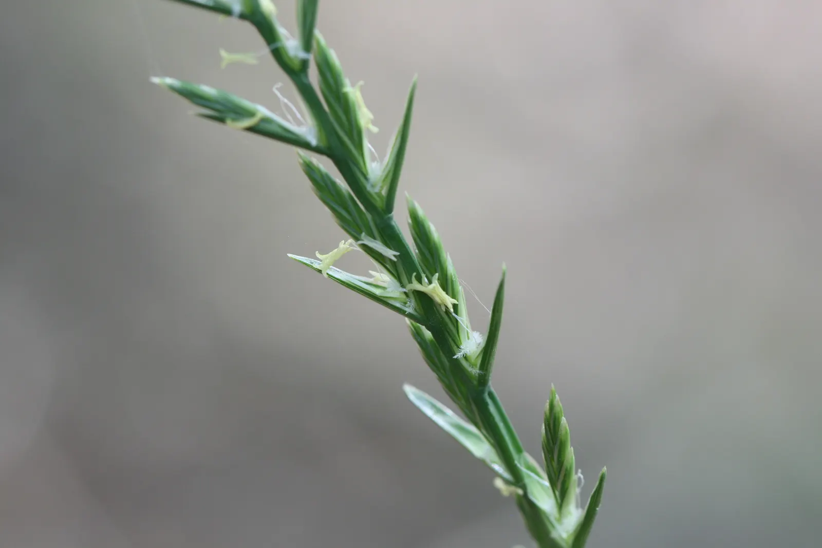 Ryegrass (Lolium Sp.) — grass / ground cover for full or half