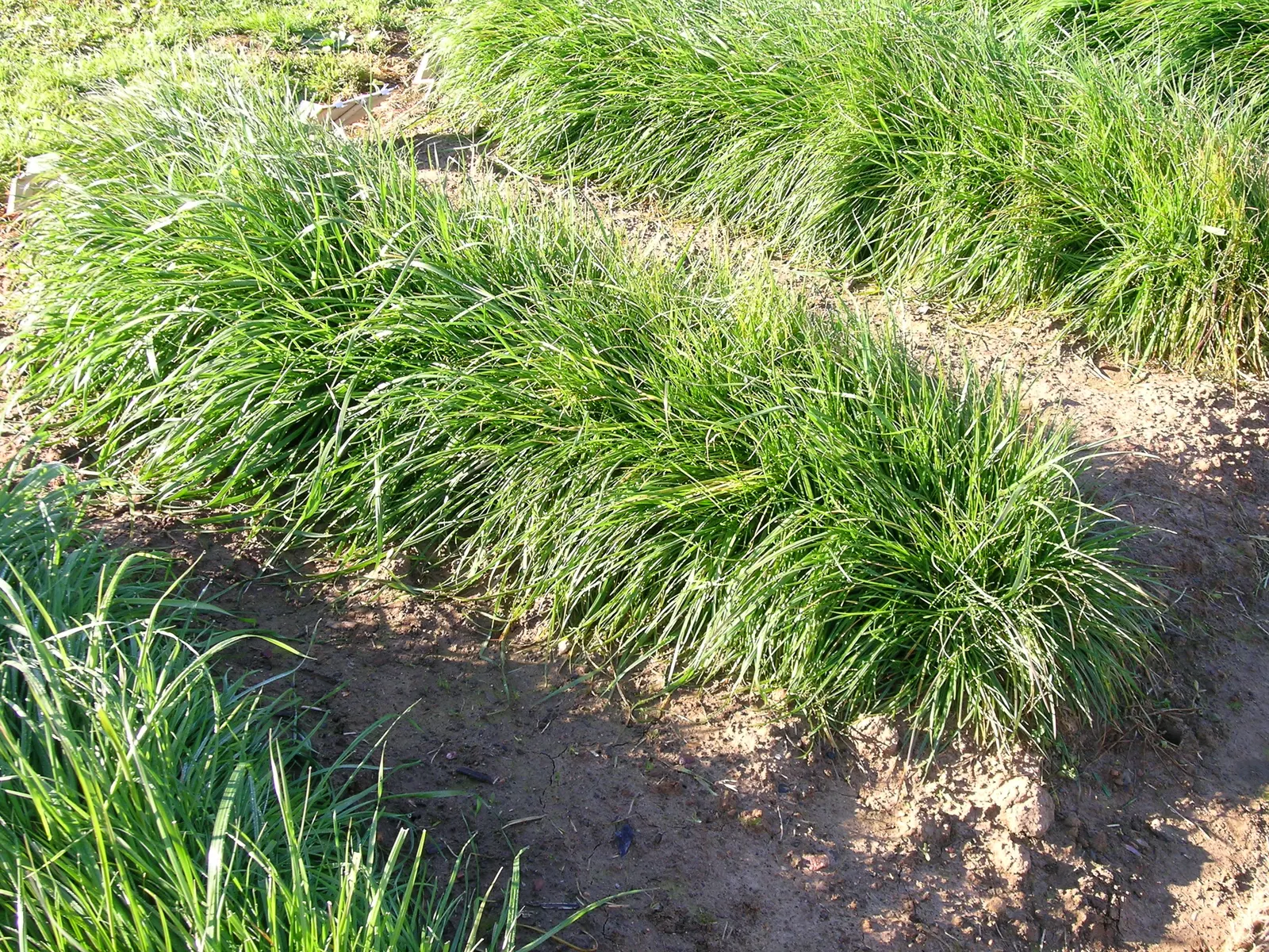 Ryegrass (Lolium Sp.) — It thrives in full sun to partial shade and prefers well-drained soils; it is well-suited for temperate climates, favoring, image 65