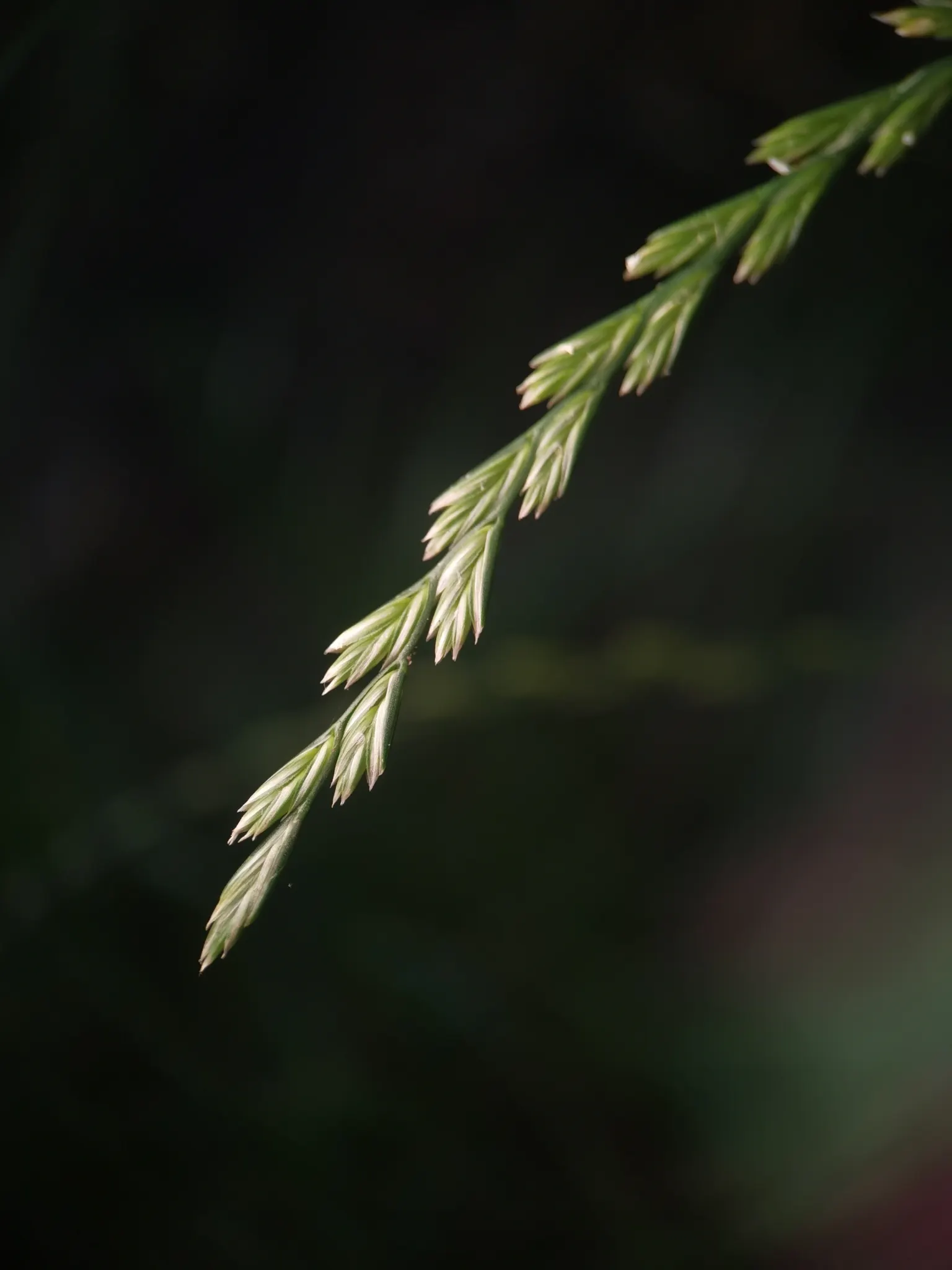 Ryegrass (Lolium Sp.) — Its fine blades form a dense, attractive mat, offering year-round green coverage with proper maintenance, image 46