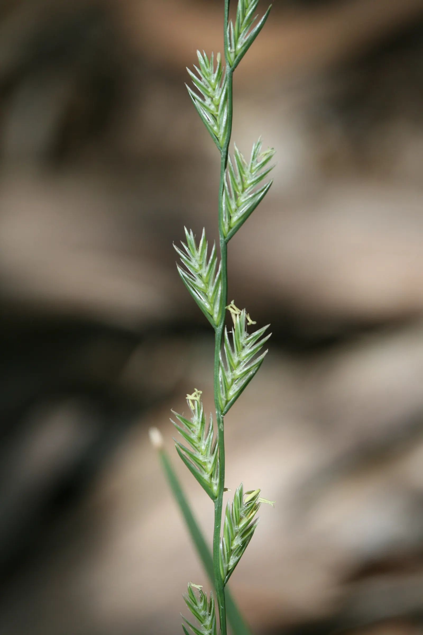 Ryegrass (Lolium Sp.) — and lush green coloration; it is well-suited for temperate climates, favoring full sun exposure but capable of tolerating light shade