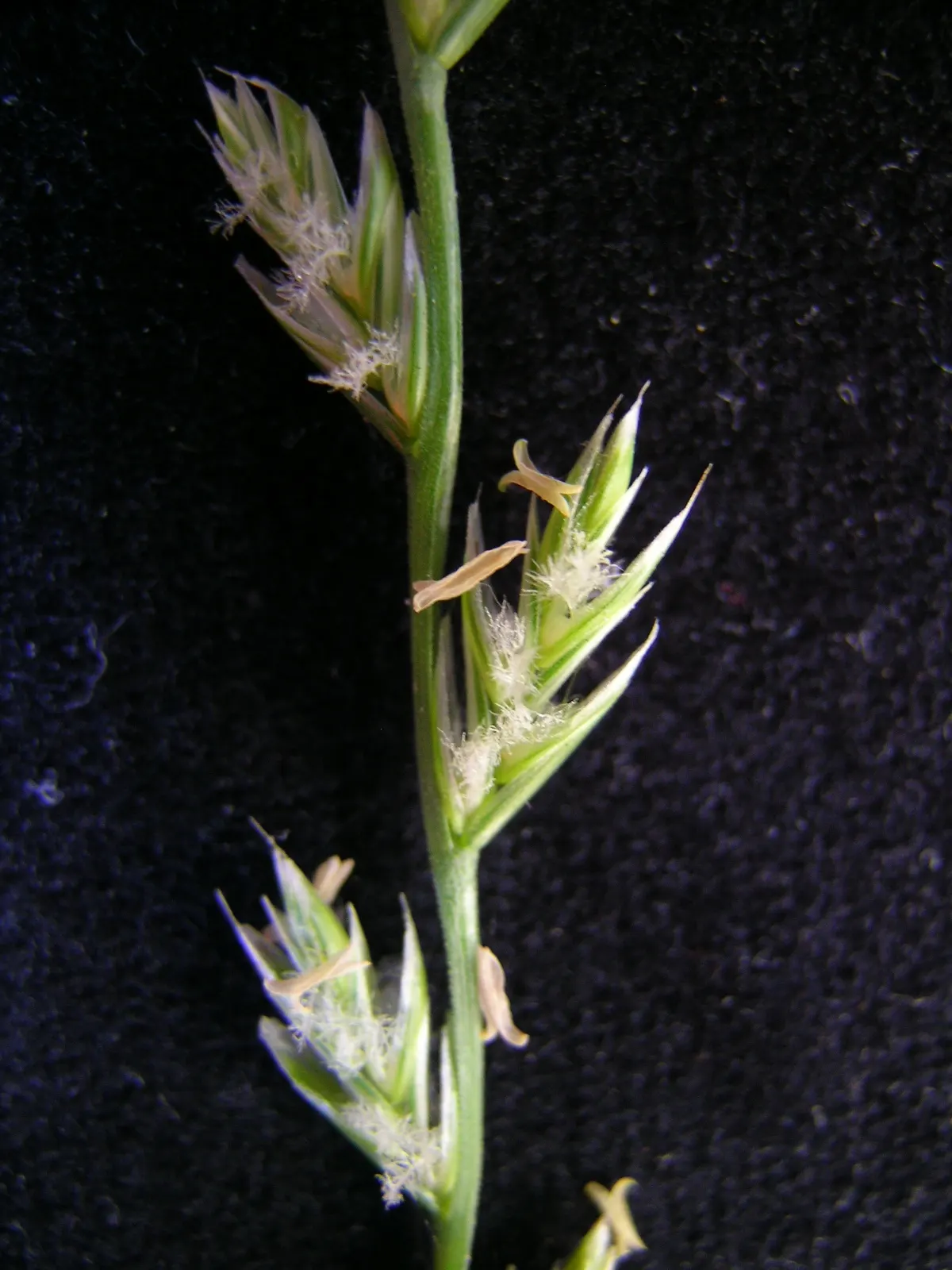 Ryegrass (Lolium Sp.) — Ryegrass (Lolium sp.) is a fast-growing, perennial grass valued for its hardiness and adaptability; its fine blades form a, image 64
