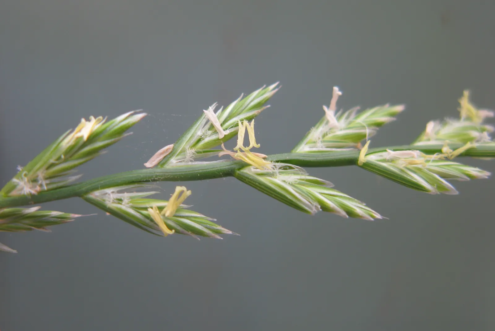 Ryegrass (Lolium Sp.) — although it possesses notable adaptability to a range of soil conditions