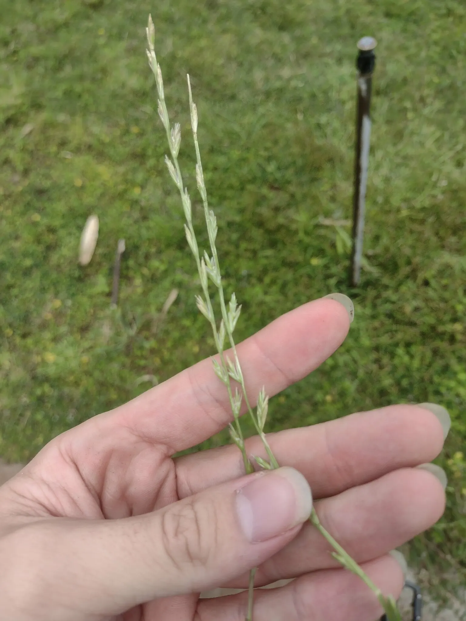 Ryegrass (Lolium Sp.) — belonging to the genus Lolium; regular irrigation and a balanced fertilization regimen are critical for maintaining the, image 48