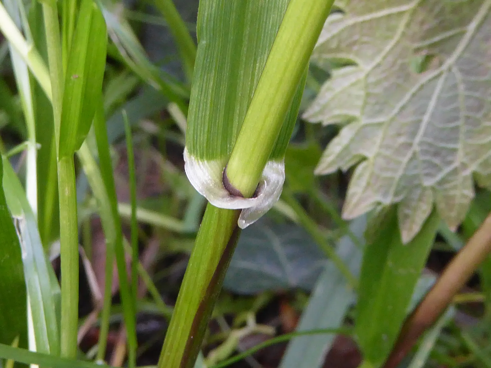 Ryegrass (Lolium Sp.) — ryegrass prefers well-draining soils with a pH between 5.5 and 7.5; its fine blades form a dense, attractive mat, offering year-round