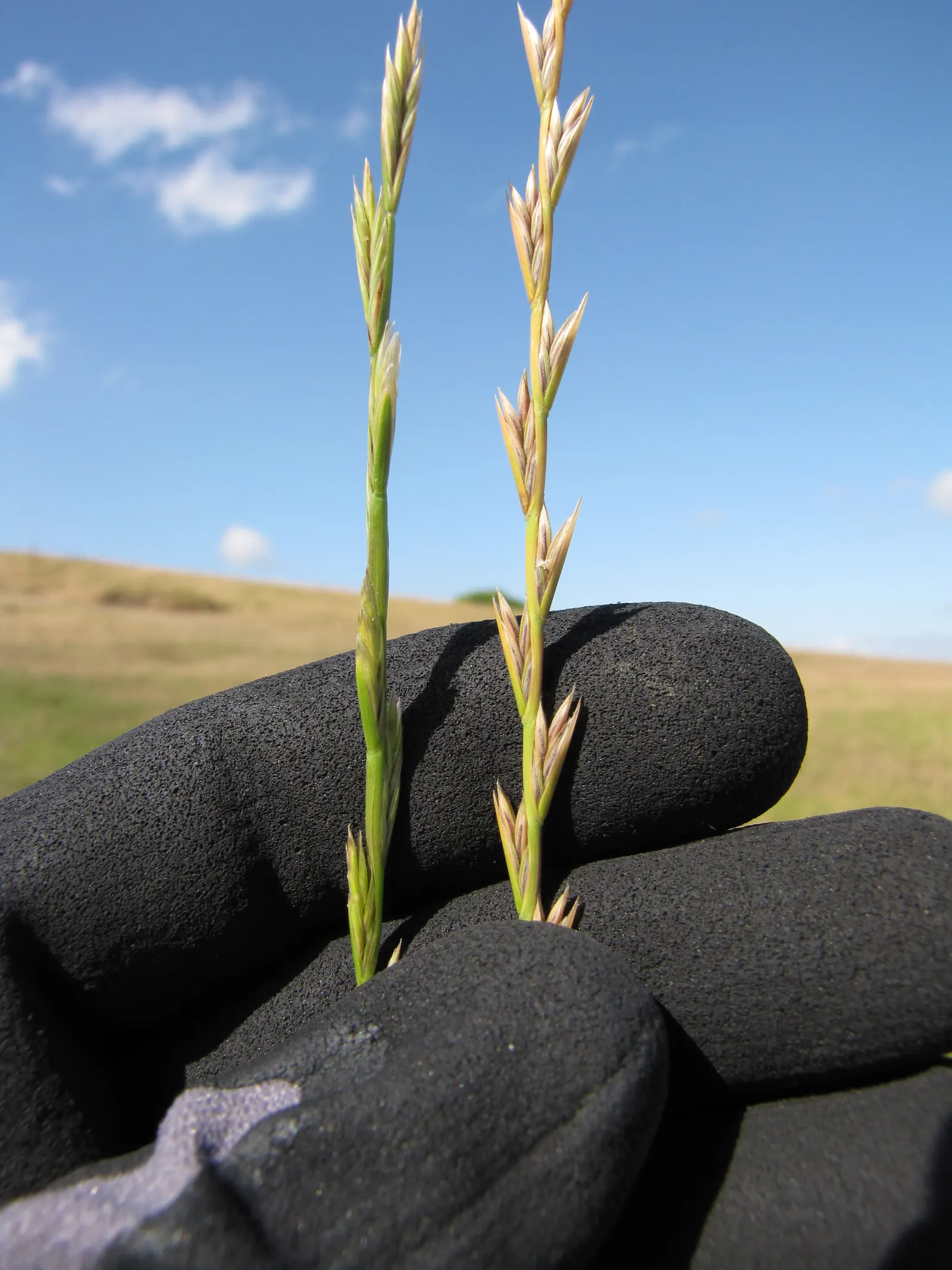 Ryegrass (Lolium Sp.) — With a height of 1-2 feet and a similar spread, it serves well as turf or erosion control; regular irrigation and a balanced, image 66