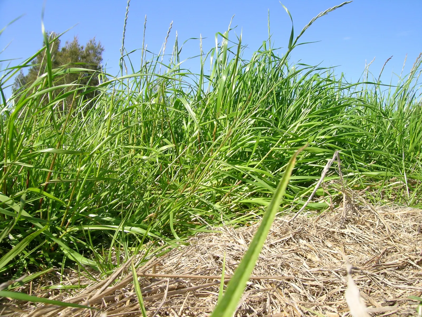 Ryegrass (Lolium Sp.) — although it possesses notable adaptability to a range of soil conditions; it is well-suited for temperate climates, favoring full sun