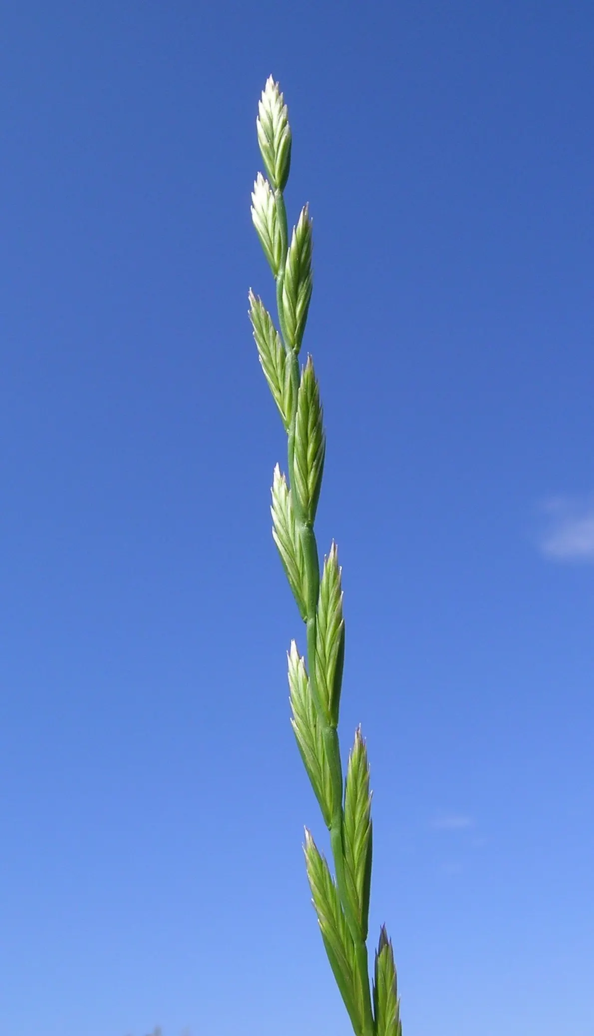 Ryegrass (Lolium Sp.) — Ideal for temperate climates, it sustains foot traffic effectively