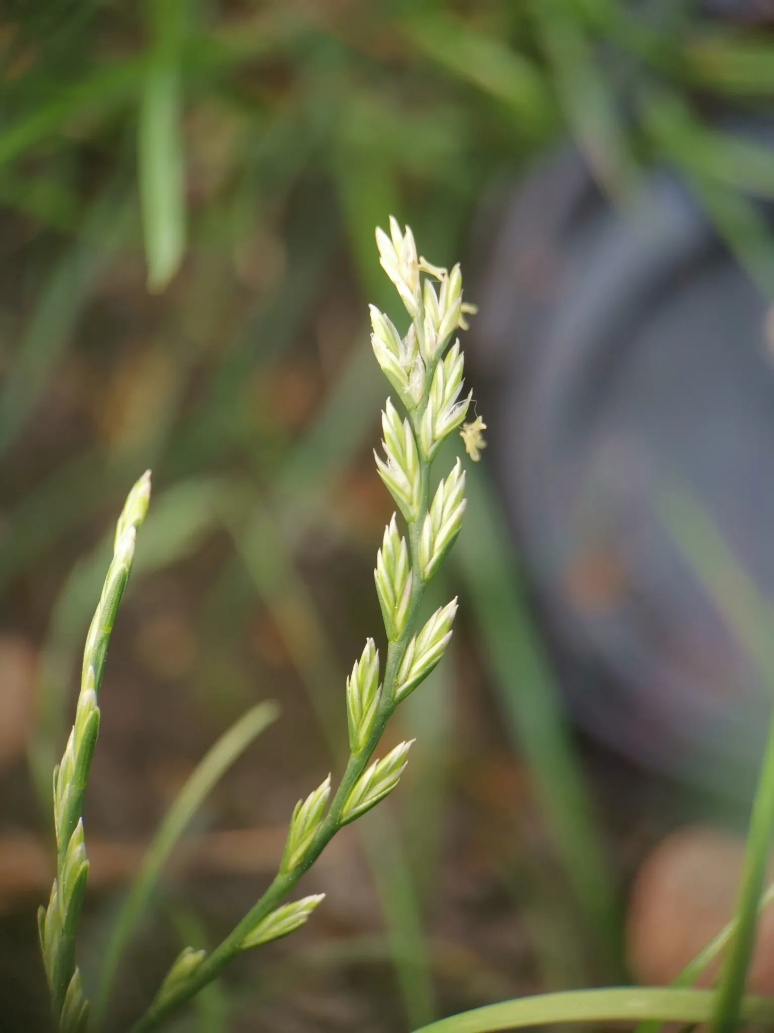 Ryegrass (Lolium Sp.) — This species exhibits exceptional wear tolerance; regular irrigation and a balanced fertilization regimen are critical for, image 54