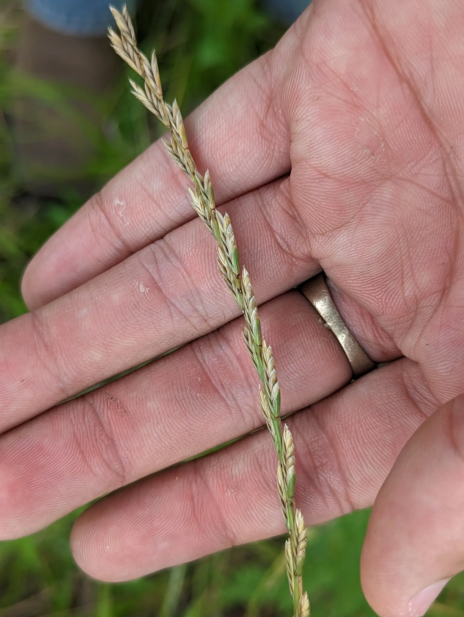 Ryegrass (Lolium Sp.) — It is well-suited for temperate climates, favoring full sun exposure but capable of tolerating light shade, image 53