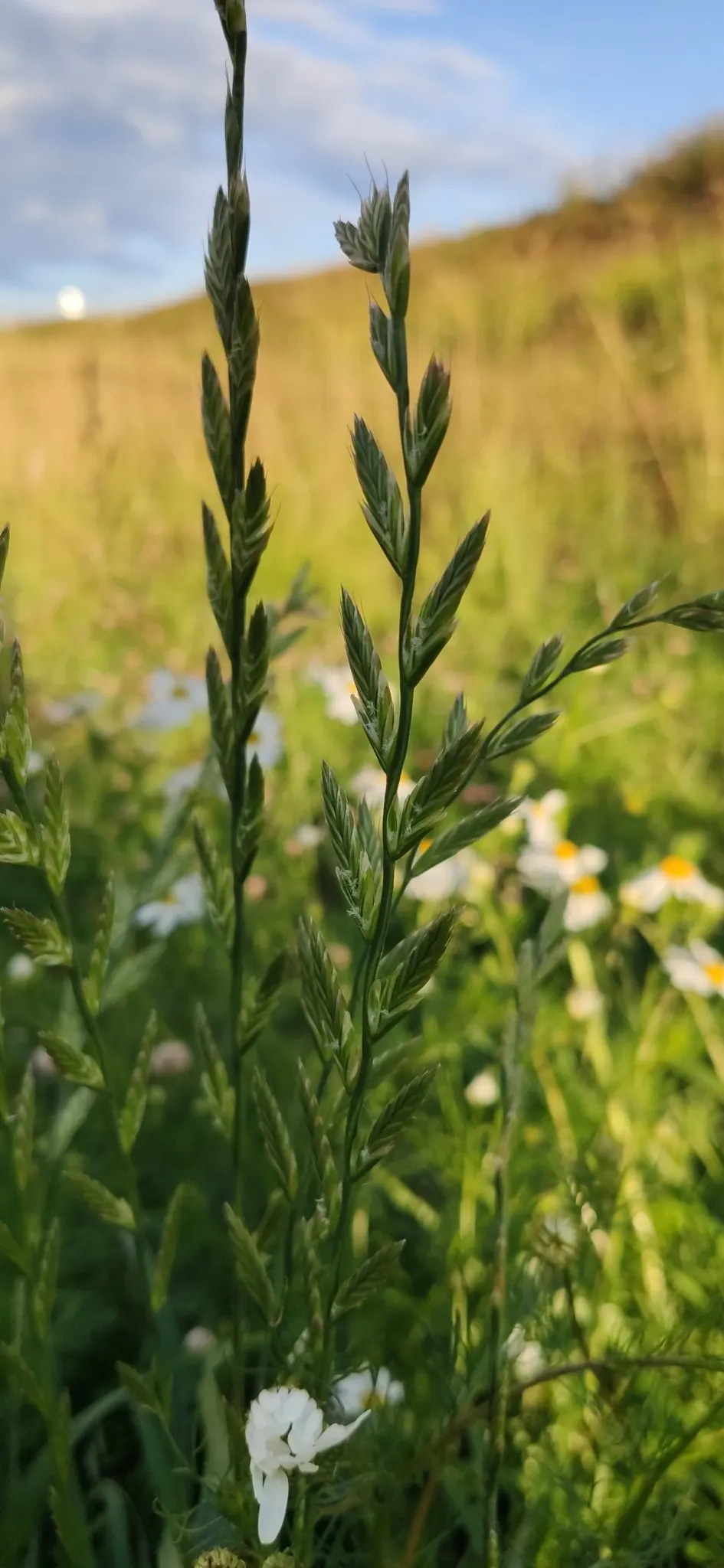 Ryegrass (Lolium Sp.) — Ideal for temperate climates, it sustains foot traffic effectively; it is well-suited for temperate climates, favoring full, image 47