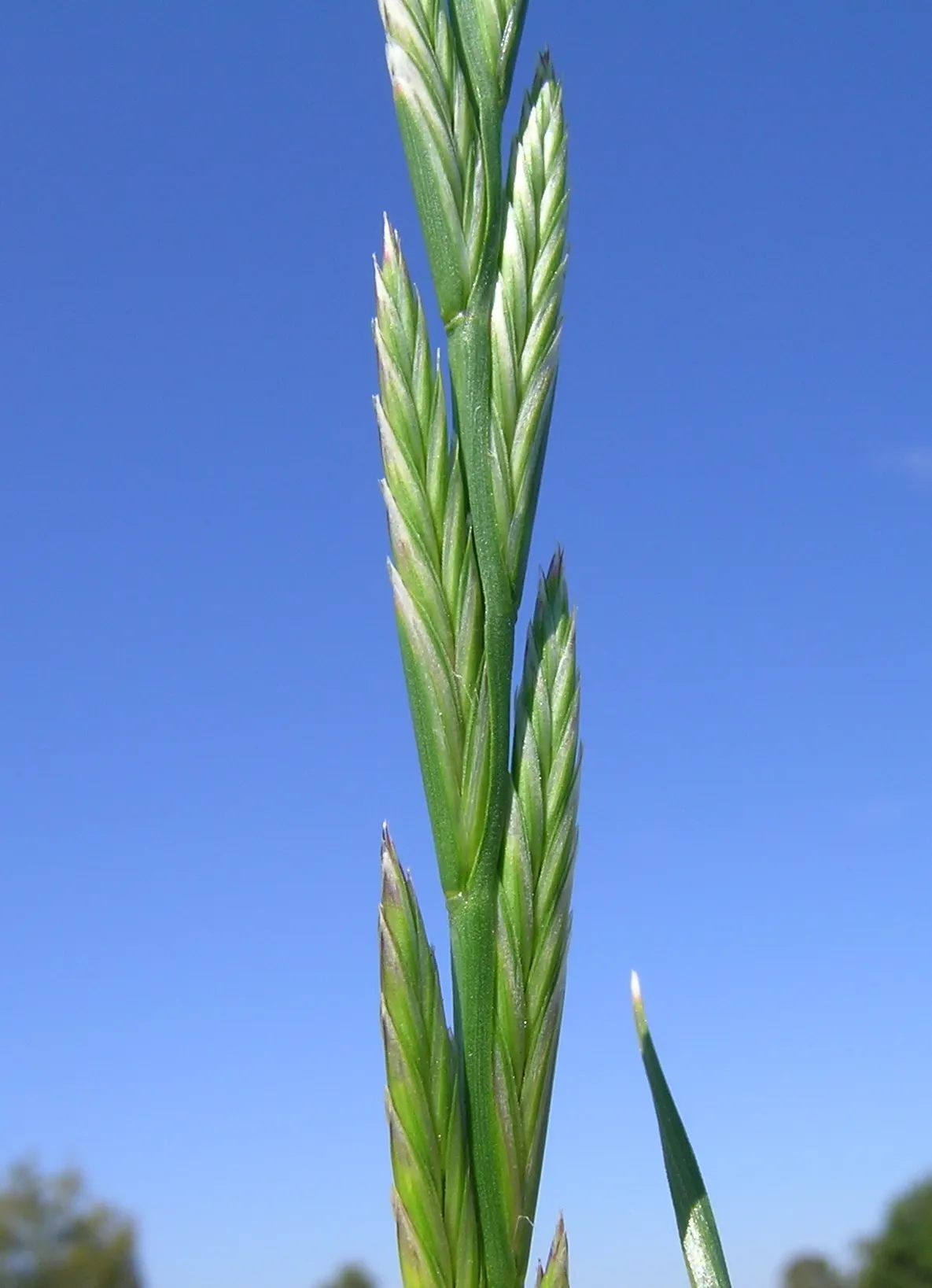 Ryegrass (Lolium Sp.) — It thrives in full sun to partial shade and prefers well-drained soils; it is well-suited for temperate climates, favoring full sun
