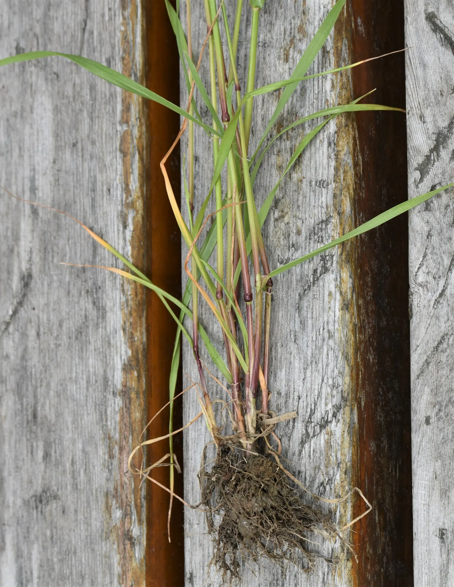 Ryegrass (Lolium Sp.) — typically grows between 1 and 2 feet in height and is highly prized for its uniformity and aesthetic appeal; its fine, image 73
