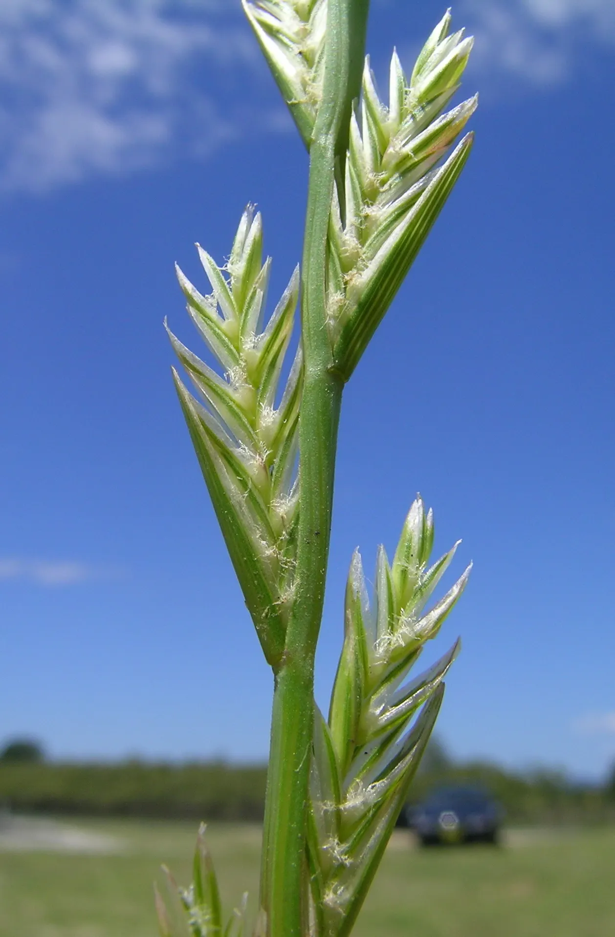 Ryegrass (Lolium Sp.) — Its fine blades form a dense, attractive mat, offering year-round green coverage with proper maintenance, image 25