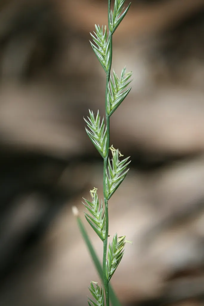 Ryegrass (Lolium Sp.) — although it possesses notable adaptability to a range of soil conditions; it is well-suited for temperate climates, image 59