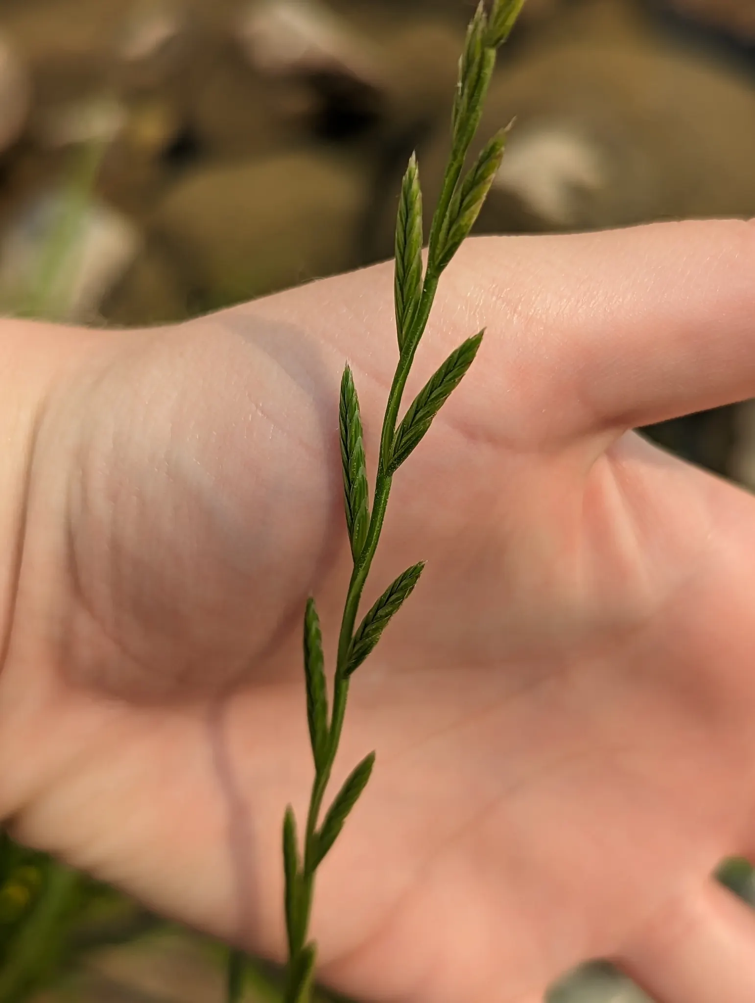 Ryegrass (Lolium Sp.) — This species exhibits exceptional wear tolerance; regular irrigation and a balanced fertilization regimen are critical for, image 75