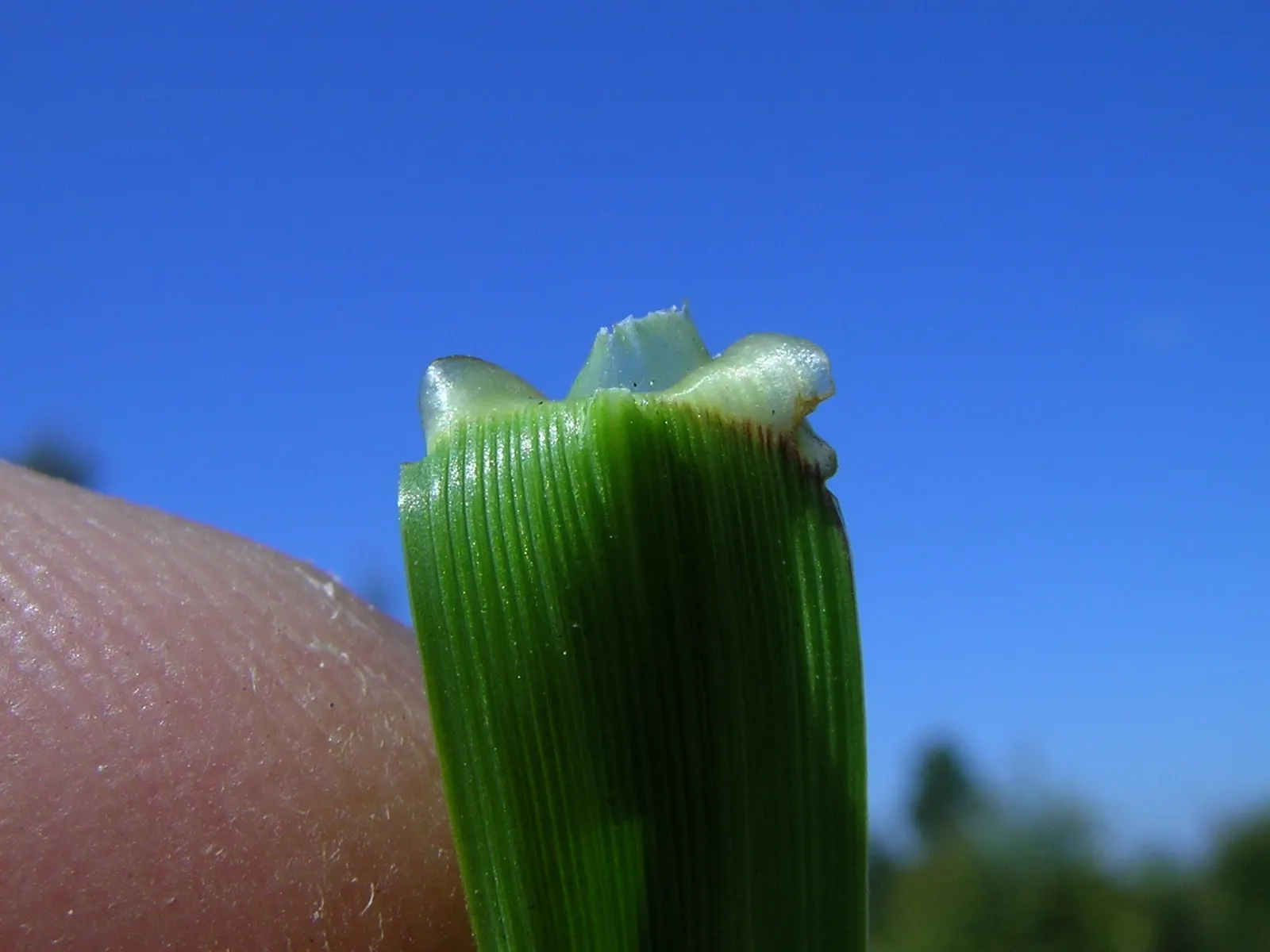 Ryegrass (Lolium Sp.) — With its ease of maintenance and pleasing aesthetics; it is well-suited for temperate climates, favoring full sun exposure, image 62