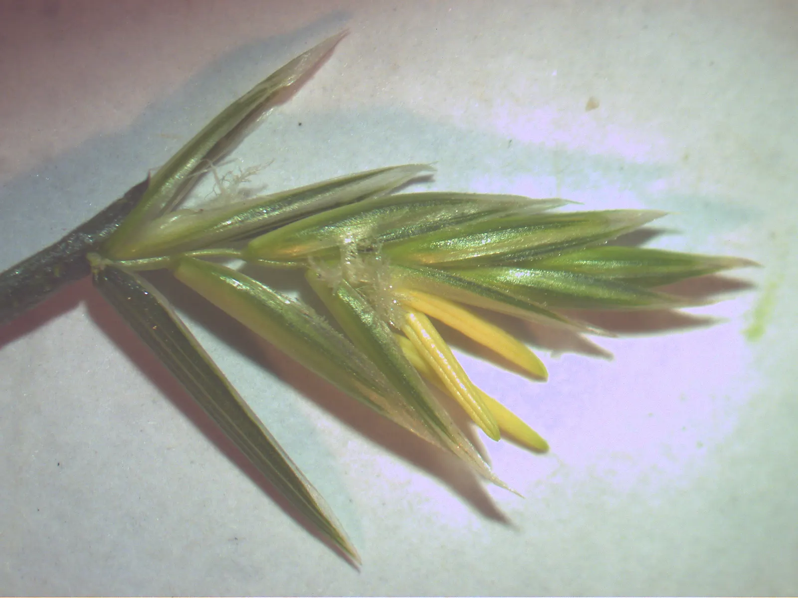 Ryegrass (Lolium Sp.) — making it an excellent choice for high-traffic areas in parks and residential landscapes