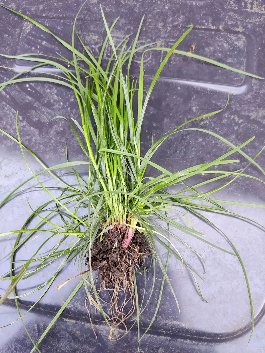 Ryegrass (Lolium Sp.) — with its fine leaf blades; regular irrigation and a balanced fertilization regimen are critical for maintaining the, image 72