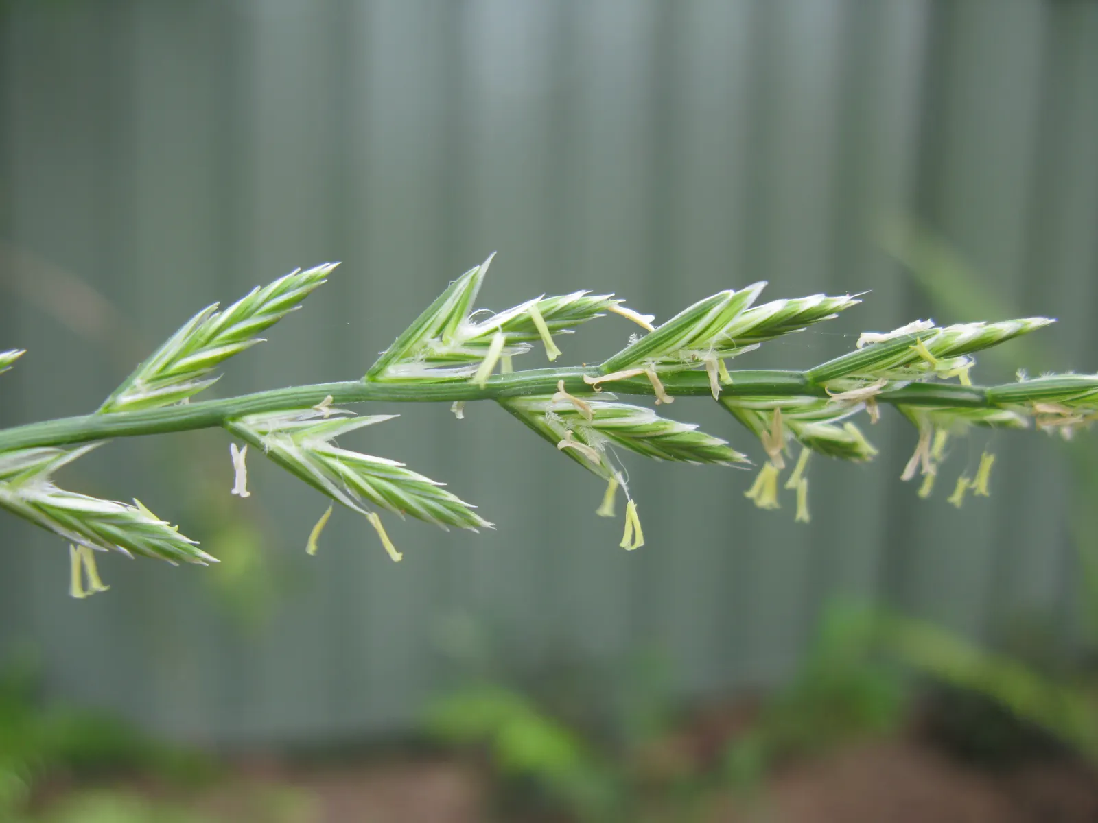 Ryegrass (Lolium Sp.) — Regular irrigation and a balanced fertilization regimen are critical for maintaining the vitality of the grass, image 60