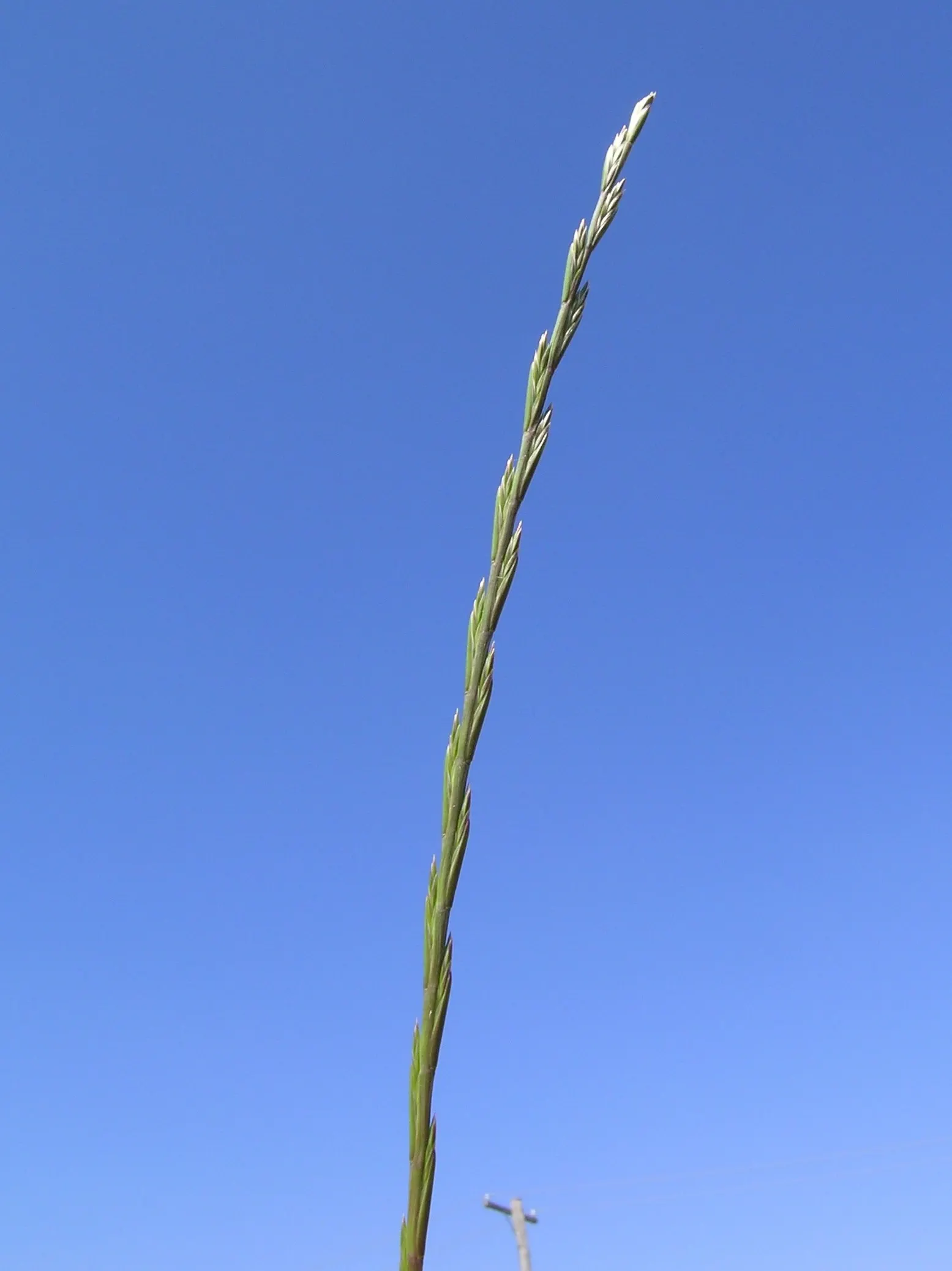 Ryegrass (Lolium Sp.) — consider pairing it with flowering perennials or deciduous shrubs; its fine blades form a dense, attractive mat, offering, image 61