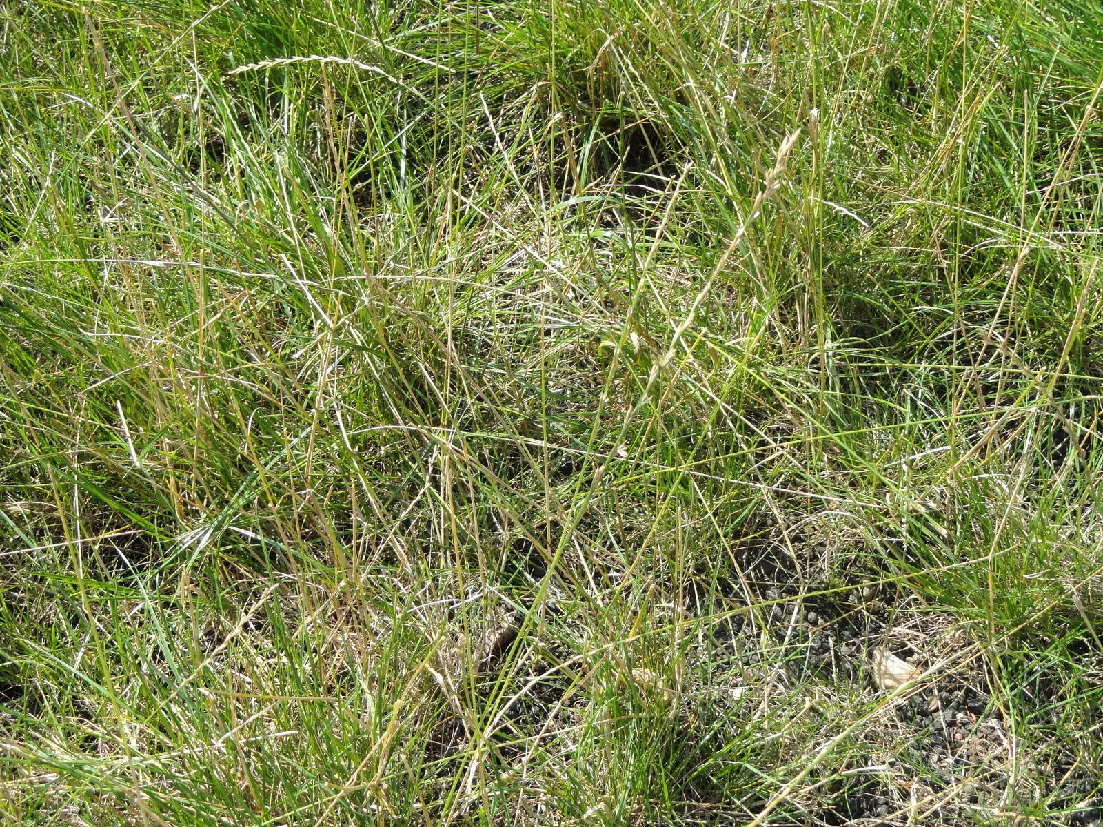 Ryegrass (Lolium Sp.) — providing a dense turf that can significantly reduce weed invasion.<br><br>As for soil requirements; regular irrigation and a balanced