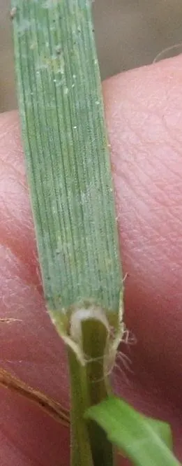 Ryegrass (Lolium Sp.) — The ideal mowing height for perennial ryegrass ranges from 1.5 to 2.5 inches; it is well-suited for temperate climates, favoring full