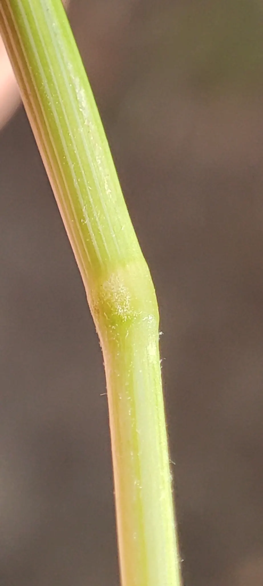 Ryegrass (Lolium Sp.) — typically grows between 1 and 2 feet in height and is highly prized for its uniformity and aesthetic appeal; its fine blades form a