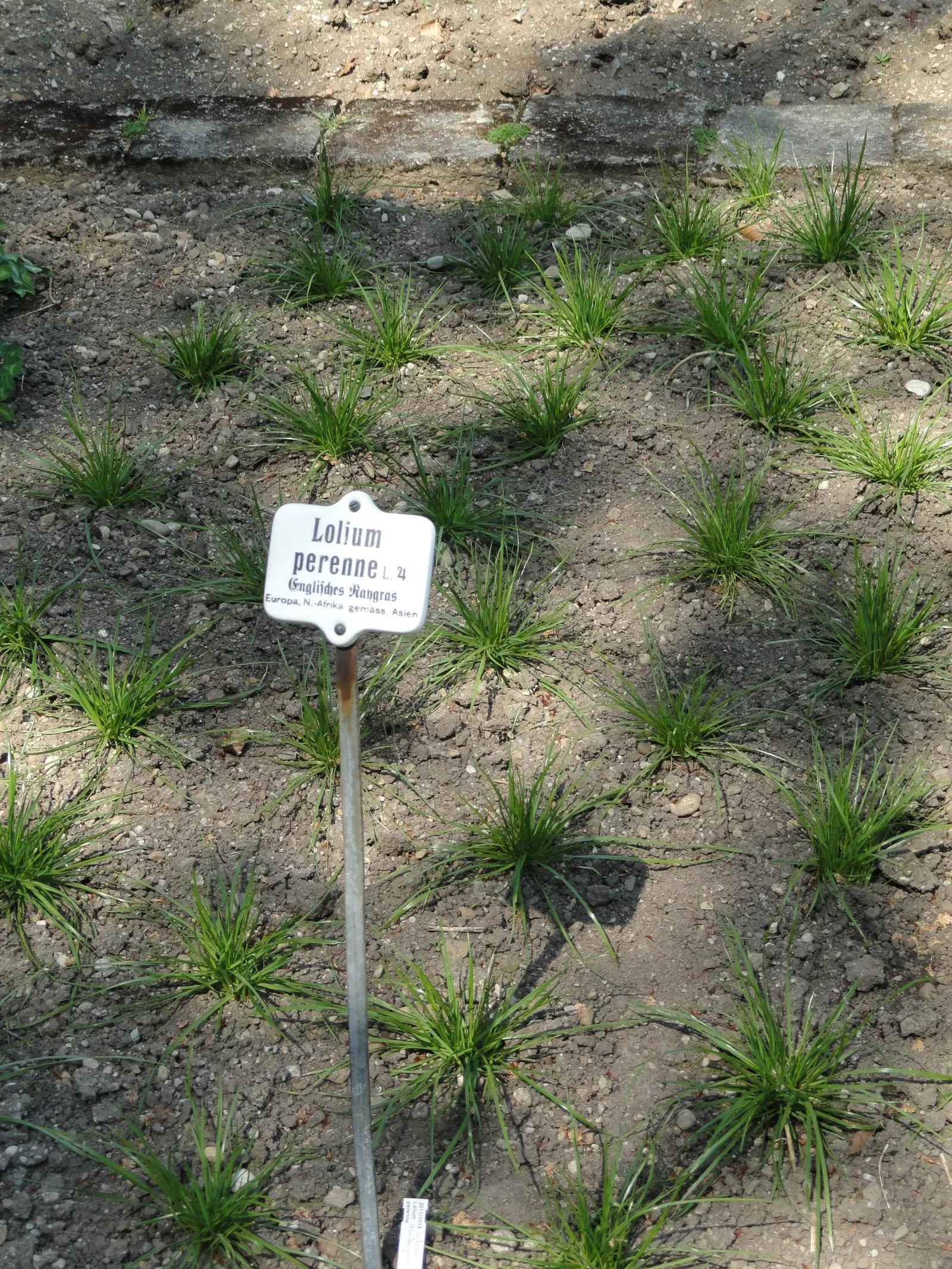 Ryegrass (Lolium Sp.) — With a height of 1-2 feet and a similar spread, it serves well as turf or erosion control; regular irrigation and a balanced, image 45