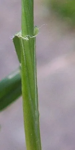 Ryegrass (Lolium Sp.) — It is well-suited for temperate climates, favoring full sun exposure but capable of tolerating light shade, image 32