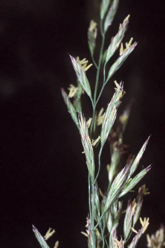 Ryegrass (Lolium Sp.) — It thrives in full sun to partial shade and prefers well-drained soils; it is well-suited for temperate climates, favoring, image 44