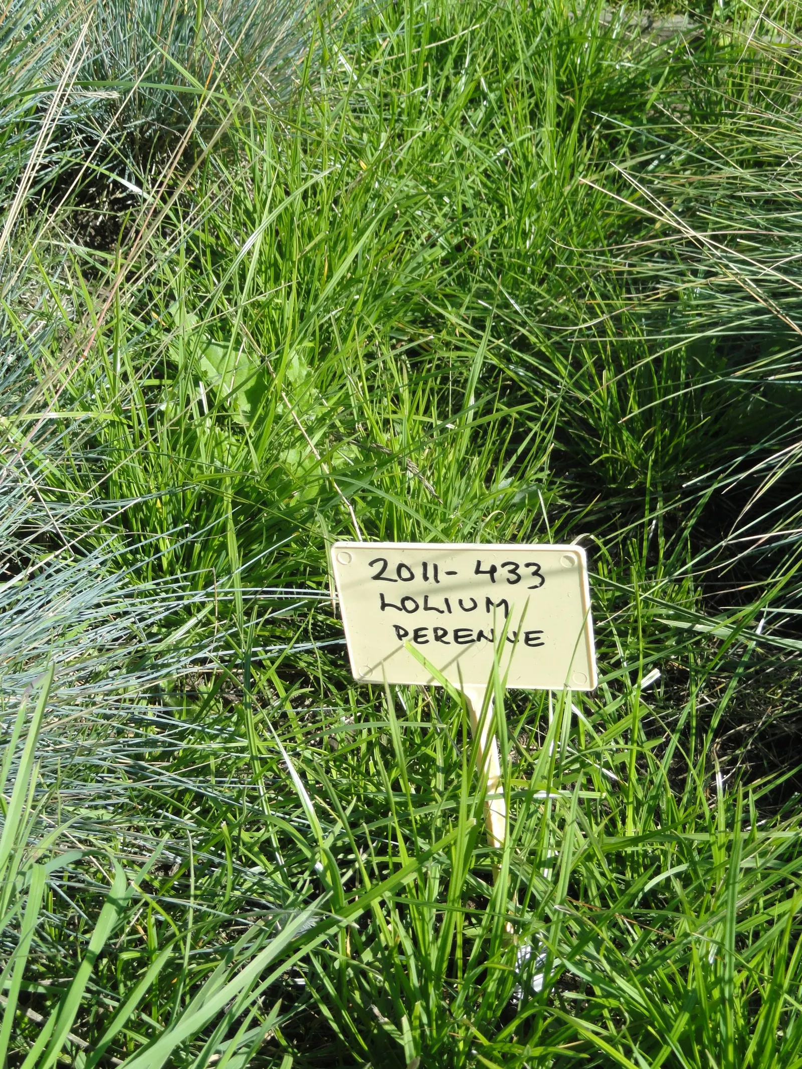 Ryegrass (Lolium Sp.) — making it an excellent choice for high-traffic areas in parks and residential landscapes; its fine blades form a dense, attractive mat