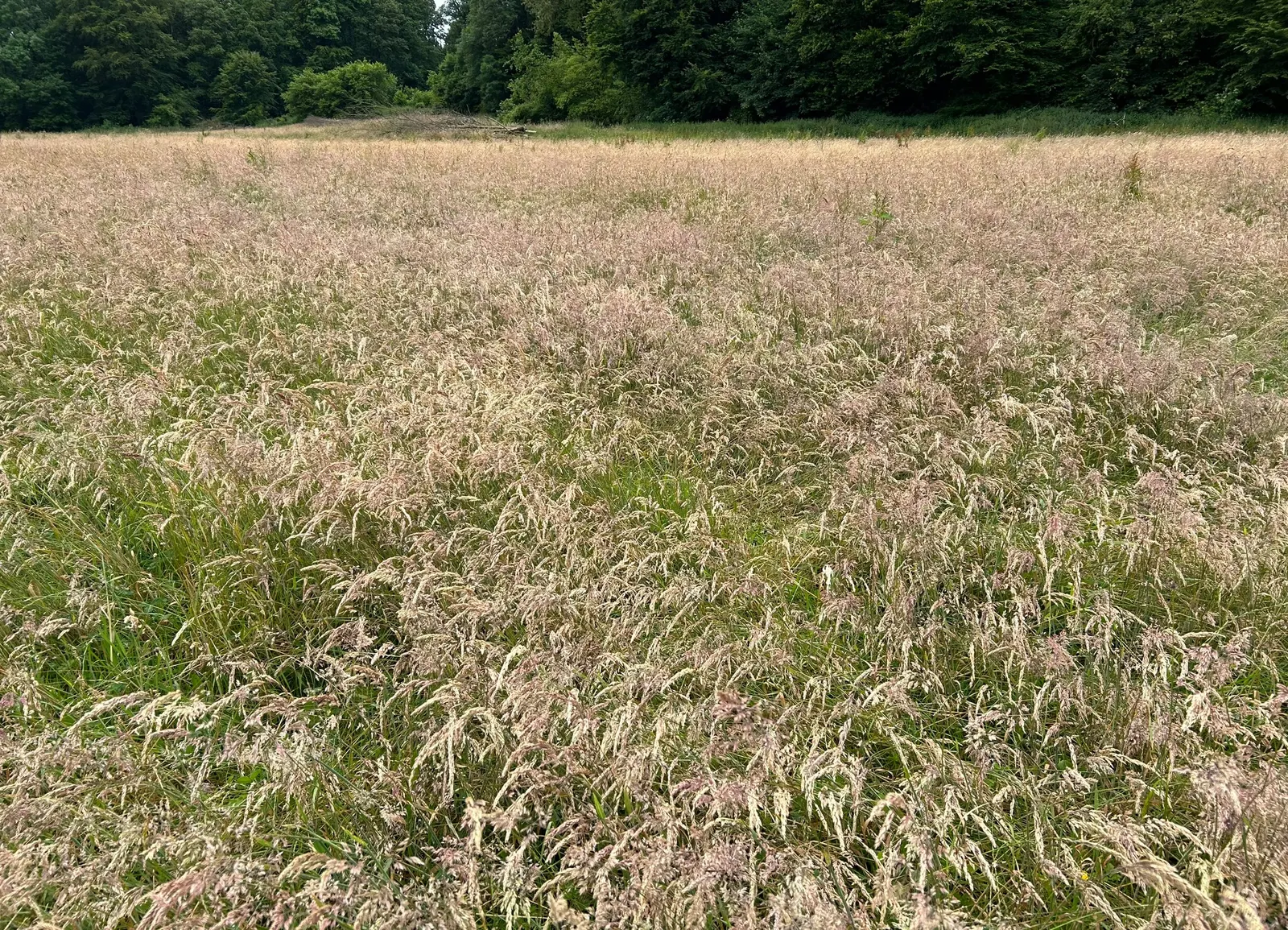 Ryegrass (Lolium Sp.) — With its ease of maintenance and pleasing aesthetics; it is well-suited for temperate climates, favoring full sun exposure, image 83